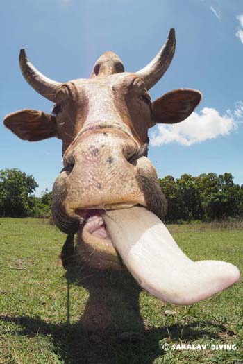 excursions zebu de Nosy Be